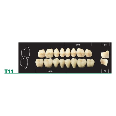 Major Plus Lower Posterior - 4-LAYER ACRYLIC TEETH